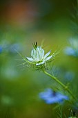 Love-in-a-mist, Nigella damascena, Blue coloured flowers growing outdoor.