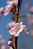 Peach, Prunus persica, Pink flower blossoms growing on tree outdoor.