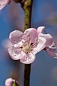 Peach, Prunus persica, Pink flower blossoms growing on tree outdoor.