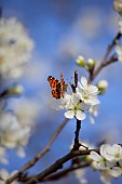 Plum, Prunus domestica, White flower blossoms growing on tree outdoor.