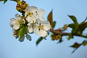 Plum, Prunus domestica, White flower blossoms growing on tree outdoor.