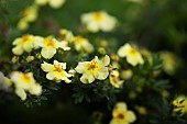 Tormetil, Potentilla erecta, Yelloow coloured flowers growing outdoor.