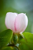 Quince, Cydonia oblonga, Pink coloured flower growing outdoor on the tree.