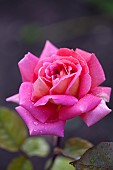 Rose, Rosa, Close up of pink coloured flower growing outdoor showing pattern of petals.