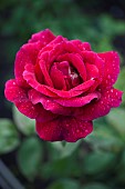 Rose, Rosa, Close up of red coloured flower growing outdoor showing pattern of petals.