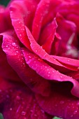 Rose, Rosa, Close up of red coloured flower growing outdoor showing pattern of petals.