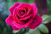 Rose, Rosa, Close up of red coloured flower growing outdoor showing pattern of petals.