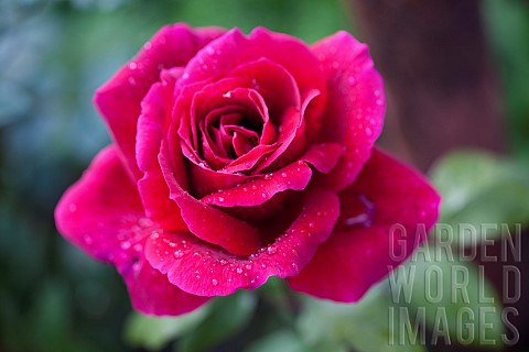 Rose_Rosa_Close_up_of_red_coloured_flower_growing_outdoor_showing_pattern_of_petals