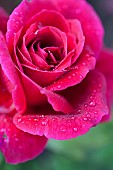 Rose, Rosa, Close up of red coloured flower growing outdoor showing pattern of petals.