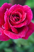 Rose, Rosa, Close up of red coloured flower growing outdoor showing pattern of petals.