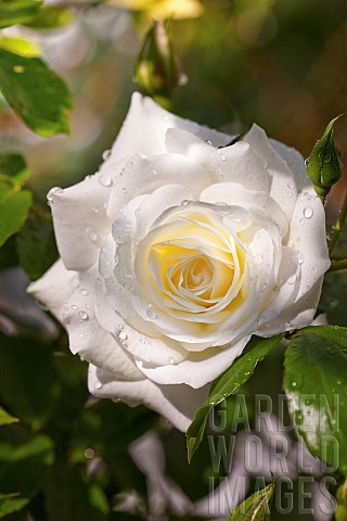 Rose_Rosa_Close_up_of_white_coloured_flower_growing_outdoor_showing_pattern_of_petals