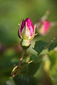 Kalanchoe, Bulgarian Oil Rose, Side view of mauve coloured bud growing outdoor.