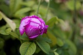 Kalanchoe, Bulgarian Oil Rose, Side view of mauve coloured bud growing outdoor.