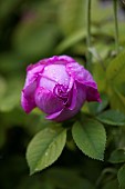 Kalanchoe, Bulgarian Oil Rose, Side view of mauve coloured bud growing outdoor.