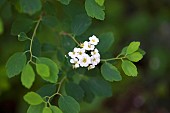 Spirea, Spirea nipponica Snowmound, White coloured flowers growing outdoor.