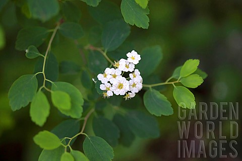 Spirea_Spirea_nipponica_Snowmound_White_coloured_flowers_growing_outdoor