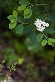 Spirea, Spirea nipponica Snowmound, White coloured flowers growing outdoor.