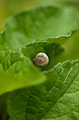 Sunflower, Helianthus, Snail on green foliage.