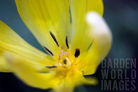 Tulip_Tulipa_Side_view_of_yellow_coloured_flower_growing_outdoor_showing_stamen