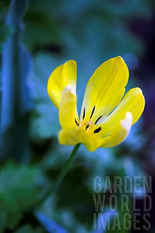Tulip_Tulipa_Side_view_of_yellow_coloured_flower_growing_outdoor_showing_stamen