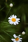Daisy, Ox-eye daisy, Leucanthemum vulgarem, Wild white coloured flowers growing outdoor.