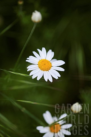 Daisy_Oxeye_daisy_Leucanthemum_vulgarem_Wild_white_coloured_flowers_growing_outdoor