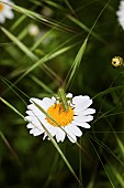 Daisy, Ox-eye daisy, Leucanthemum vulgarem, Wild white coloured flower growing outdoor with insect.