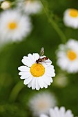 Daisy, Ox-eye daisy, Leucanthemum vulgarem, Wild white coloured flower growing outdoor with insect.