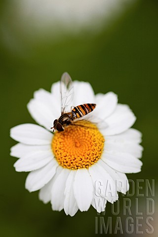 Daisy_Oxeye_daisy_Leucanthemum_vulgarem_Wild_white_coloured_flower_growing_outdoor_with_insect
