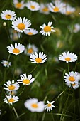 Daisy, Ox-eye daisy, Leucanthemum vulgarem, Abundance of wild white coloured flowers growing outdoor.