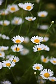 Daisy, Ox-eye daisy, Leucanthemum vulgarem, Abundance of wild white coloured flowers growing outdoor.