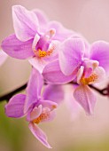 PHALAENOPSIS