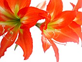 HIPPEASTRUM, AMARYLLIS