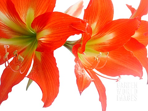 HIPPEASTRUM_AMARYLLIS