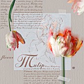 TULIPA, TULIP