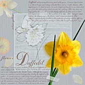 NARCISSUS, DAFFODIL