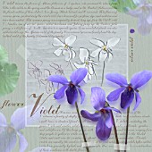 VIOLA ODORATA, VIOLET - SWEET VIOLET