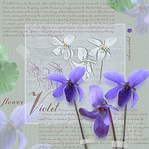 VIOLA_ODORATA_VIOLET__SWEET_VIOLET