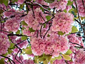 PRUNUS CERASUS, CHERRY