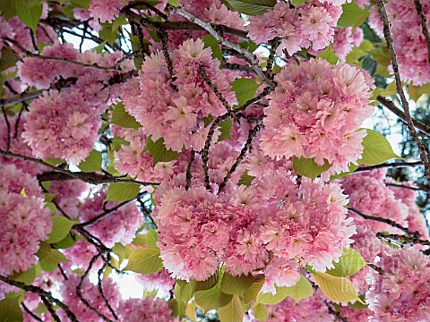 PRUNUS_CERASUS_CHERRY