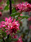 SPIRAEA JAPONICA, SPIRAEA