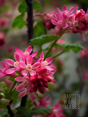 SPIRAEA_JAPONICA_SPIRAEA