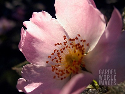 ROSA_GALLICA_ROSE__GALLIC_ROSE