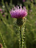 CIRSIUM VULGARE, THISTLE - SPEAR THISTLE, SCOTCH THISTLE, BULL THISTLE