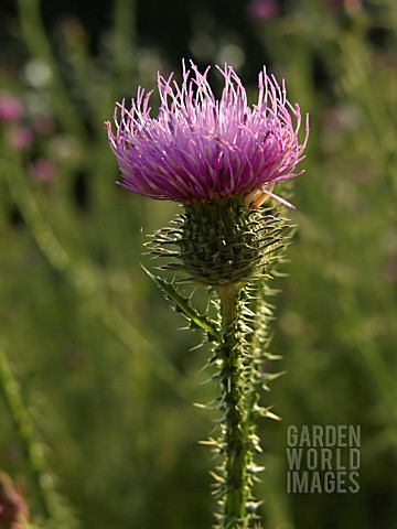 CIRSIUM_VULGARE_THISTLE__SPEAR_THISTLE_SCOTCH_THISTLE_BULL_THISTLE