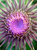 CIRSIUM VULGARE, THISTLE - SPEAR THISTLE, SCOTCH THISTLE, BULL THISTLE