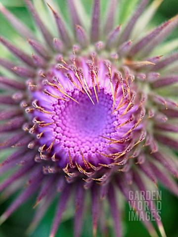 CIRSIUM_VULGARE_THISTLE__SPEAR_THISTLE_SCOTCH_THISTLE_BULL_THISTLE