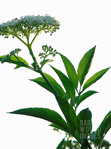 SAMBUCUS_NIGRA_ELDER