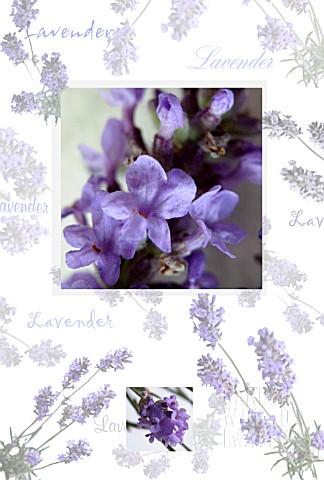 LAVANDULA_AUGUSTIFOLIA_LAVENDER