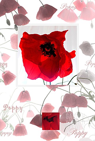 PAPAVER_RHOEAS_POPPY